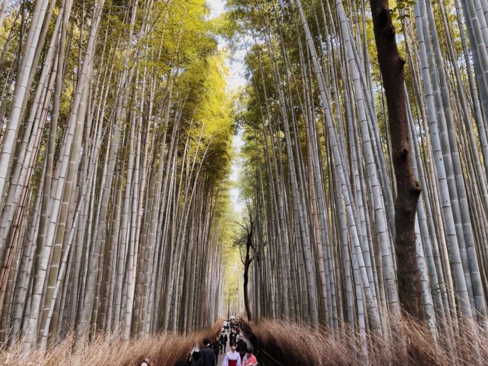 arashiyama bamboo groove